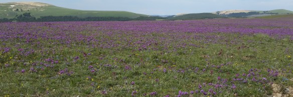 Purple Field
